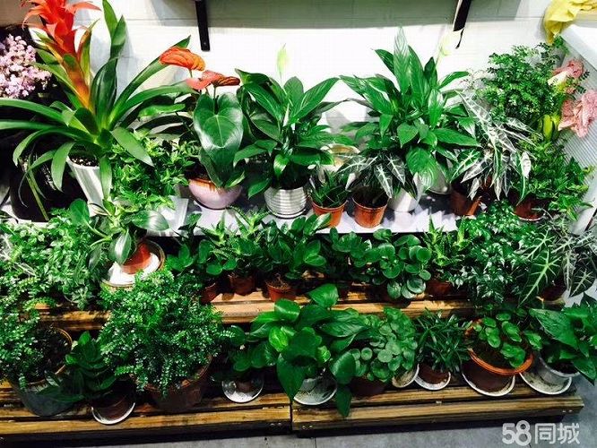 无需装修带货旺铺花店转让