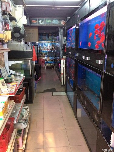  西乡流塘水族馆转让